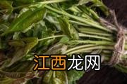 西瓜放在冰箱能放多久 西瓜放冰箱怎么保存好