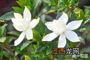 小叶栀子一年开几次花 小叶栀子一年开多少次花