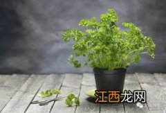 怎样灭花盆里的小白虫 消灭花土里的小白虫的方法有哪些