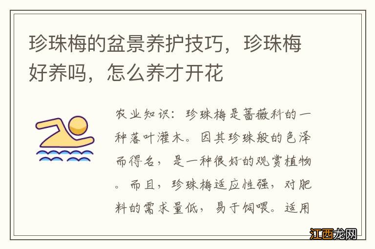 珍珠梅的盆景养护技巧，珍珠梅好养吗，怎么养才开花