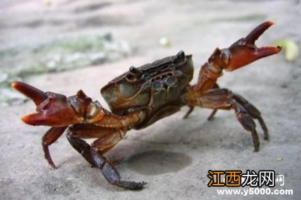 第一个吃螃蟹的人传说故事第一个吃螃蟹的人是谁？