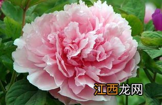 牡丹花怎么泡