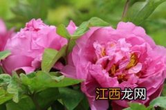 牡丹花怎么泡