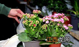 长寿花夏季养殖方法 长寿花夏季怎么养殖