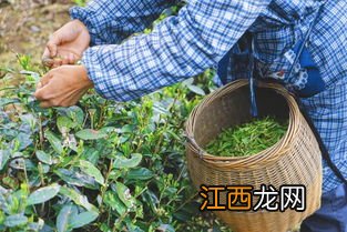 茶叶怎么卖给年轻人