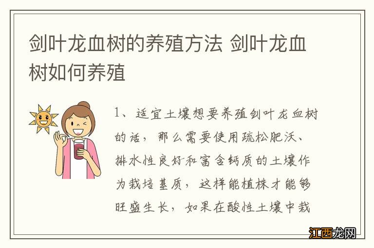 剑叶龙血树的养殖方法 剑叶龙血树如何养殖