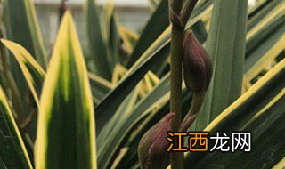 金边兰养殖方法 金边兰如何养殖