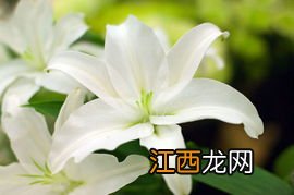 百合花怎么水养更长久 水养百合怎么养时间比较久