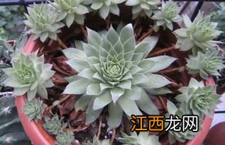 观音莲有几种 观音莲花有多少品种