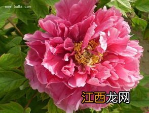 牡丹什么时候开花 牡丹花介绍