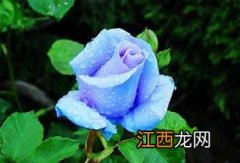 月季花是什么颜色的 月季花的颜色