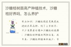 沙糖桔树苗高产种植技术，沙糖桔好养吗，怎么养护