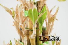 水培富贵竹叶子发黄怎么办 水培富贵竹叶子发黄的解决办法