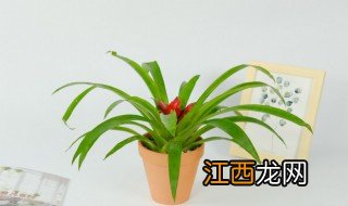 夏天吊兰怎么浇水 夏季吊兰怎么浇水