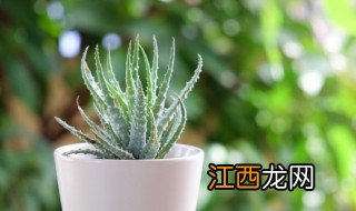 芦荟夏天怎么浇水 芦荟夏天怎么浇水最好