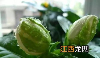 磷肥泡水可以浇花吗