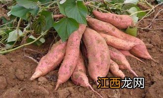 红薯苗施什么肥长得快