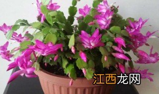 锦上添花怎么养会开花 锦上添花植物什么时候开花