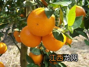 1至2年柑橘树用什么肥料