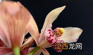 兰花叶子枯黄怎么防治 兰花叶子枯黄怎么防治视频