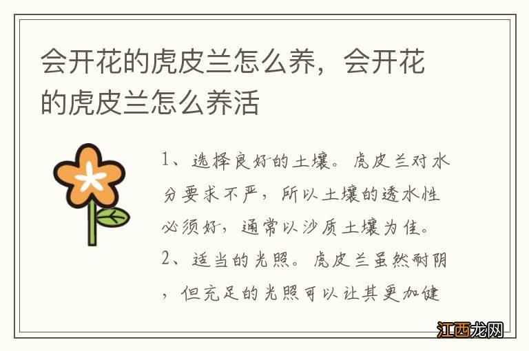 会开花的虎皮兰怎么养，会开花的虎皮兰怎么养活