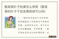 散尾葵的叶子干枯发黄剪掉可以吗 散尾葵叶子枯黄怎么修剪