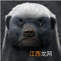 世界上最无所畏惧的动物 世界上最无所畏惧的动物是什么