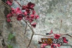 冬天开放的花有哪些 有那些花是在冬天开放的