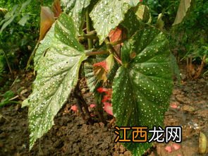 斑叶竹节秋海棠怎样养 斑叶竹节秋海棠的养殖方法