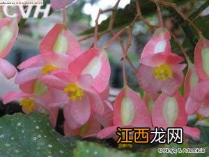 斑叶竹节秋海棠怎样养 斑叶竹节秋海棠的养殖方法