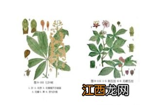 单子叶植物有哪些 植物分别有什么