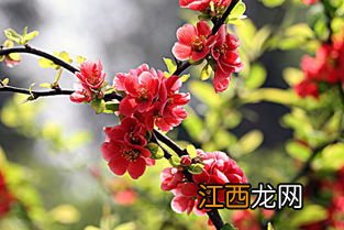 十二一重海棠花期多久 十二一重海棠花期多长时间