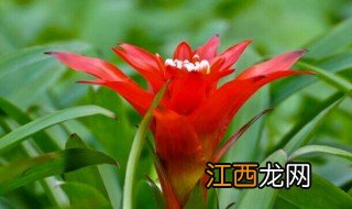 花卉鸿运当头养殖方法 花卉鸿运当头养殖方法简单介绍