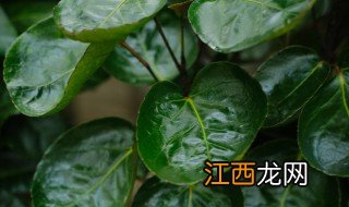 羽叶福禄桐的养殖方法 羽叶福禄桐的养殖方法简单介绍