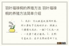 羽叶福禄桐的养殖方法 羽叶福禄桐的养殖方法简单介绍