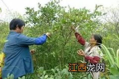 摘茶籽最佳方法 摘茶籽最佳方法