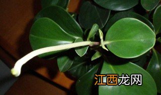 豆瓣绿养殖方法 豆瓣绿如何养殖