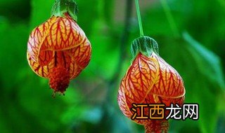 金玲花养殖方法 金玲花养殖方法简单介绍