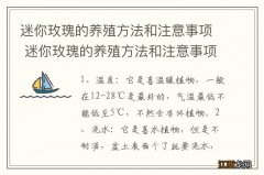 迷你玫瑰的养殖方法和注意事项 迷你玫瑰的养殖方法和注意事项简单介绍