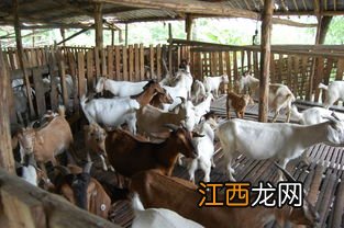 养羊的正确方法 圈养羊的正确喂养方法有哪些？