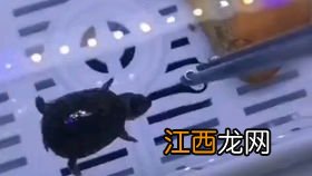 深水养龟苗方法 怎么进行深水养龟苗