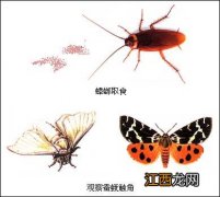 昆虫的嗅觉主要内容有什么 昆虫用嗅觉可以获得哪些信息