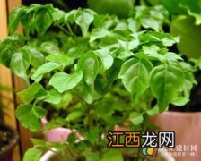 幸福树养殖技巧大全 幸福树种植养护技巧