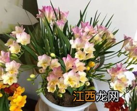 花卉养殖小课堂:香雪兰叶子干枯是什么原因 香雪兰叶子干枯的原因