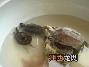 甲鱼下蛋怎么弄 怎么样养下蛋后的甲鱼