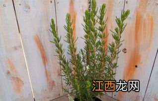 迷迭香冬天养护方法 养殖迷迭香的方法