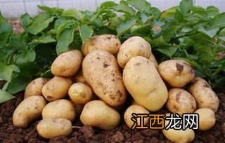 土豆一般什么时候种 土豆一般是几月份可以种