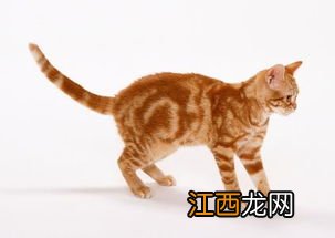 猫尾木介绍 生长在什么地方