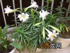 栽培百合的方法 百合种植方法