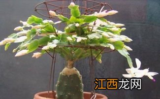 蟹爪兰开花时间 蟹爪兰什么时候开花